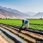 Home 18 축산업 심화 학습 가이드 - A detailed agricultural scene in a dry region of Pakistan, showcasing a farmer installing a drip irr...