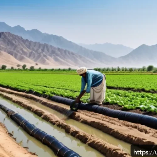 Home 30 축산업 심화 학습 가이드 - A detailed agricultural scene in a dry region of Pakistan, showcasing a farmer installing a drip irr...